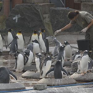 Penguins at Edinburgh