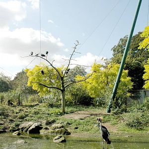 Lothertons African Aviary