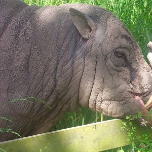 Babirusa