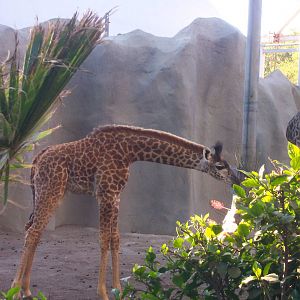 San Diego zoo