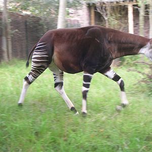 Chester Zoo: Okapi