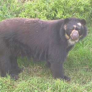 Chester Zoo: Spectacled Bear
