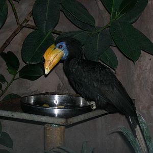 Female Wrinkled hornbill
