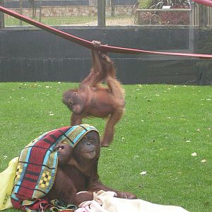 Orangutans at Twycross Zoo
