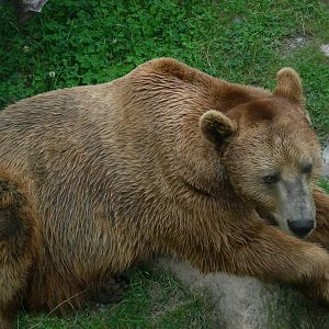 Brown bear- innsbruck