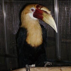 Blyth's Hornbill, Singapore Zoo