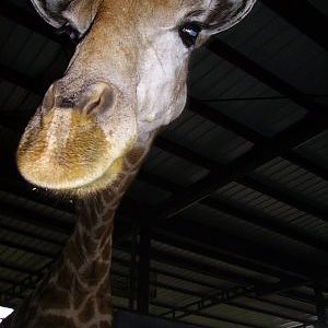 Balunga, Night Safari