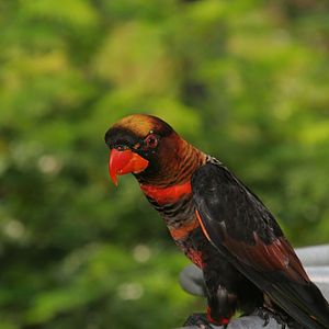 Dusky Lory, Jurong BirdPark