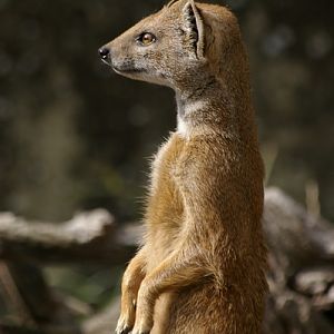 Yellow Mongoose, Cotswold WP