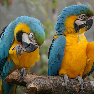 Blue and Gold Macaws, Cotswold WP