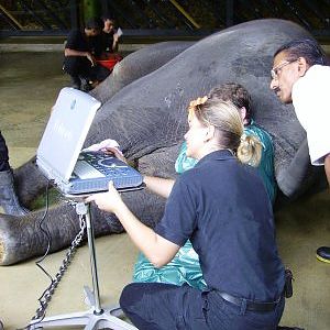 Elephant Ultrasound, Night Safari