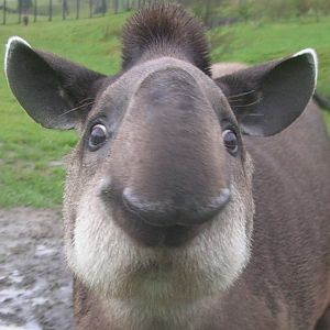 Brazilian Tapir at Longleat