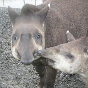 Brazilian Tapirs at Longleat.