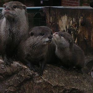 Short Clawed Otters at Longleat