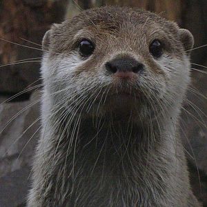 Otter at Longleat