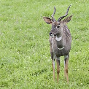 Lesser Kudu buck at Edinburgh