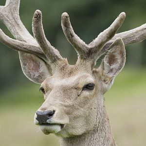 Bactrian stag in velvet, Edinburgh