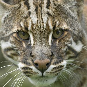 Temminck's golden cat, Edinburgh