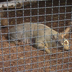 Babirusa