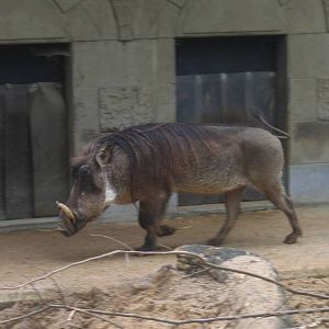 Common Warthog