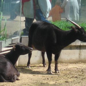 Lowland Anoa