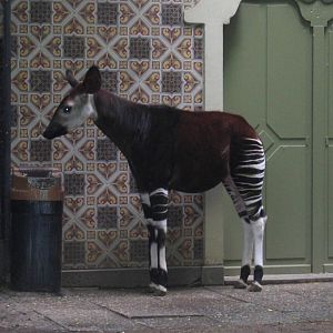 Okapi