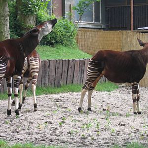 Okapi