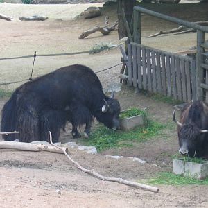 Yak