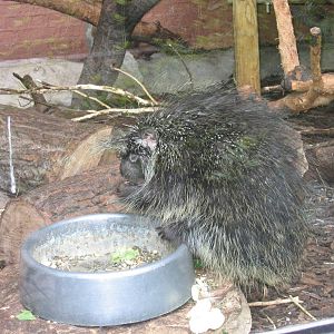 Porcupine