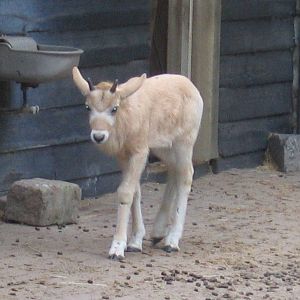 Addax