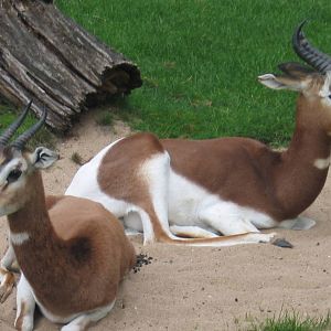 Dama Gazelle