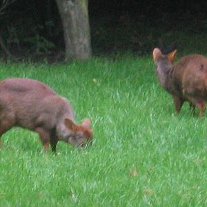Southern Pudu