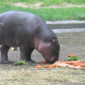 Pygmy Hippo