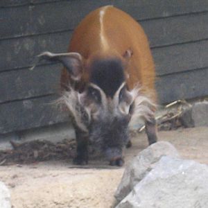 Red River Hog