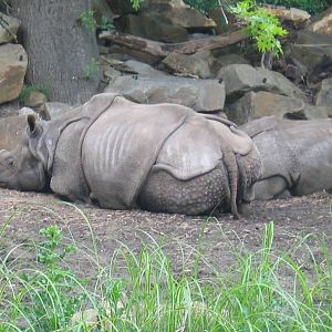 Indian rhino