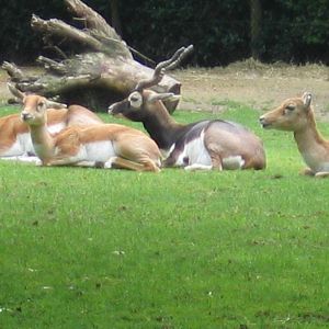 Besoar Antelopes