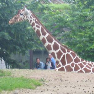 Reticulated Giraffe