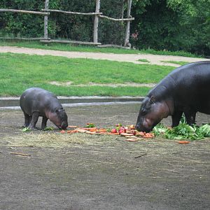 Pygmy Hippo