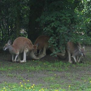 Red Kangaroo