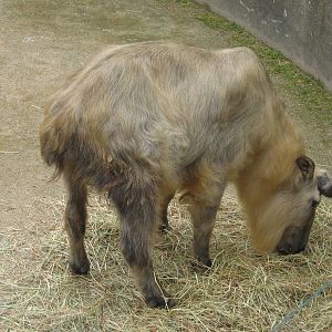 Sichuan takin