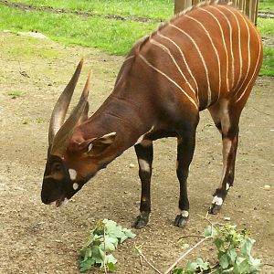bongo at edinburgh zoo