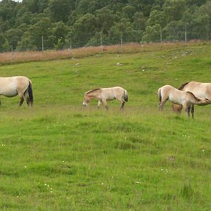 przewalskis wild horse at the highland wildlife park