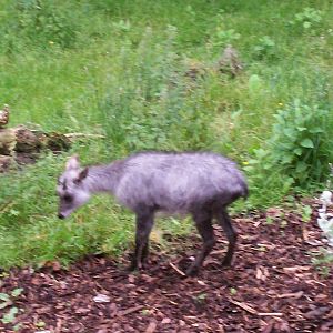 japanese serow at edinburgh zoo