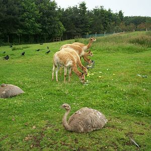 vicuna and Darwins rhea in their hilltop paddock at Edinburgh zoo