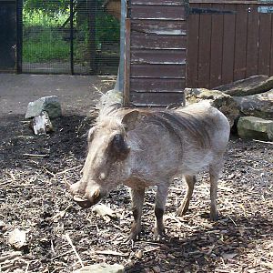 warthog at edinburgh zoo