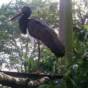 black stork in aviary it shares with waldrapp ibis at edinburgh zoo