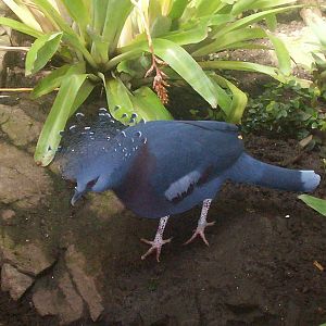 Victoria crowned pigeon in Australasian aviary at Edinburgh zoo