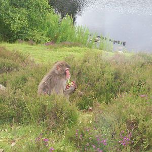 Japanese macaques at the highland wildlife park