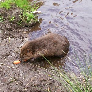 European beaver at the highland wildlife park