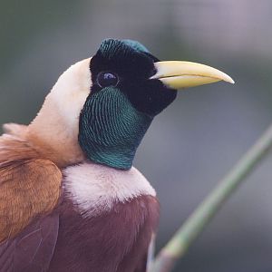Red bird of paradise at Chester